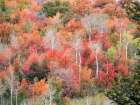 USA-Utah-Logan Canyon Colorful aspens in autumn Art Print